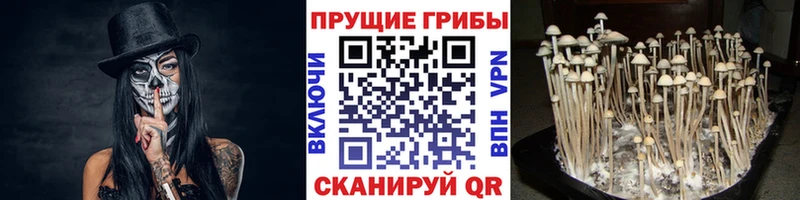 Галлюциногенные грибы GOLDEN TEACHER  Красково 